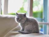 高傲的小猫