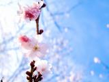 蓝天下的桃花