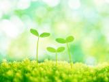 护眼小树芽
