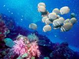 海底生物