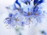 春季花开