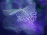 梦幻叶子