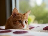 安静的猫咪