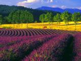 法国普罗旺斯风景