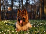 德国牧羊犬
