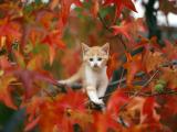 枫叶丛中的猫