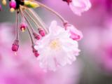 粉色樱花