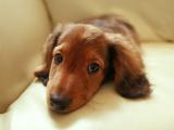 腊肠犬