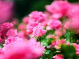 娇美蔷薇花