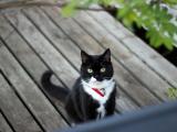 可爱的小黑猫