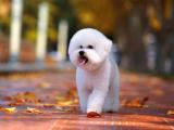 惬意的比熊犬