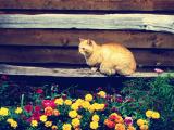 猫咪的思念