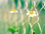 小黄花
