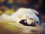 撒娇的猫咪