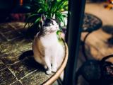 忧伤的猫咪