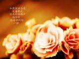 只为你低首凝眸的一瞬