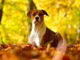 忧伤的萌犬