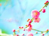 蓝天下的花卉