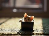 盒子里的萌猫