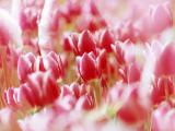 唯美郁金香花海