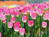 粉色郁金香花海