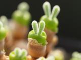 可爱绿色植物