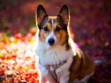 萌宠威尔士柯基犬