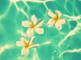 水中鸡蛋花