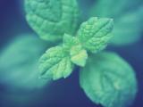 清新薄荷