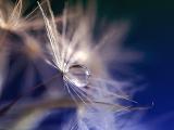 蒲公英上的唯美水滴