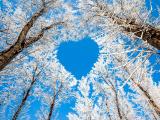 树之心