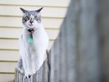 呆萌小猫