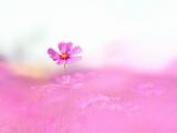红色格桑花