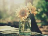lomo静物写照