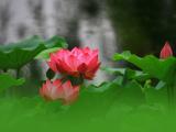 红色荷花