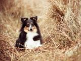 喜乐蒂牧羊犬