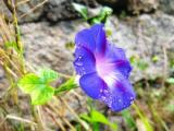 紫色牵牛花