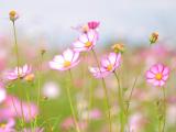 小清新格桑花