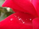 花瓣上的雨滴
