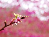 清晨的花蕾