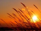 夕阳下的芦苇
