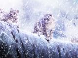 雪豹