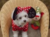白色约克夏梗犬