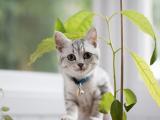 可爱小灰猫