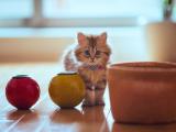 呆萌小猫咪