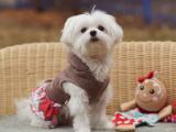 白色泰迪犬