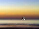 飞翔的可爱海鸟