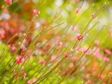 嫩枝芽
