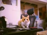 警惕的猫咪