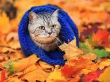 怕冷的灰猫